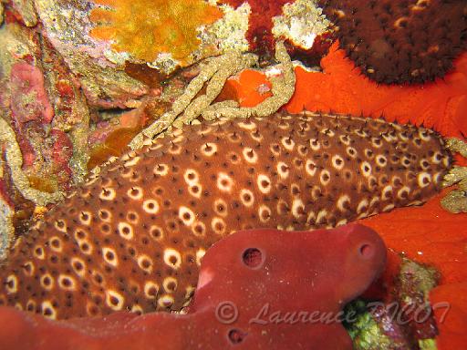 Holothurie Holothuria forskali.JPG
